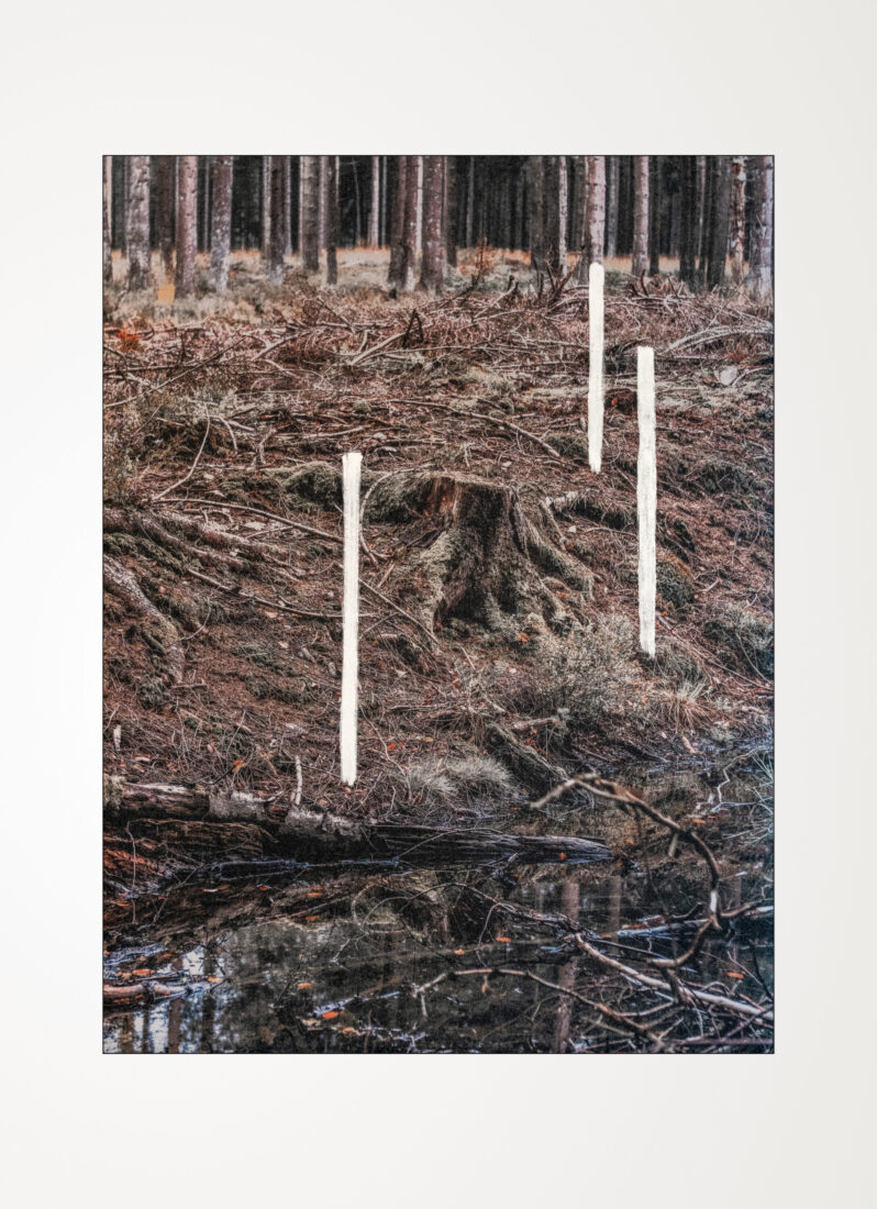 COLLECTIONS_FOREST_01