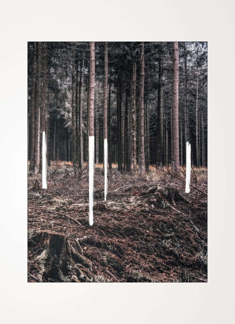 COLLECTIONS_FOREST_02