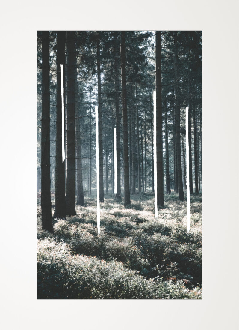 COLLECTIONS_FOREST_03