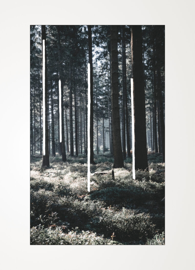 COLLECTIONS_FOREST_04