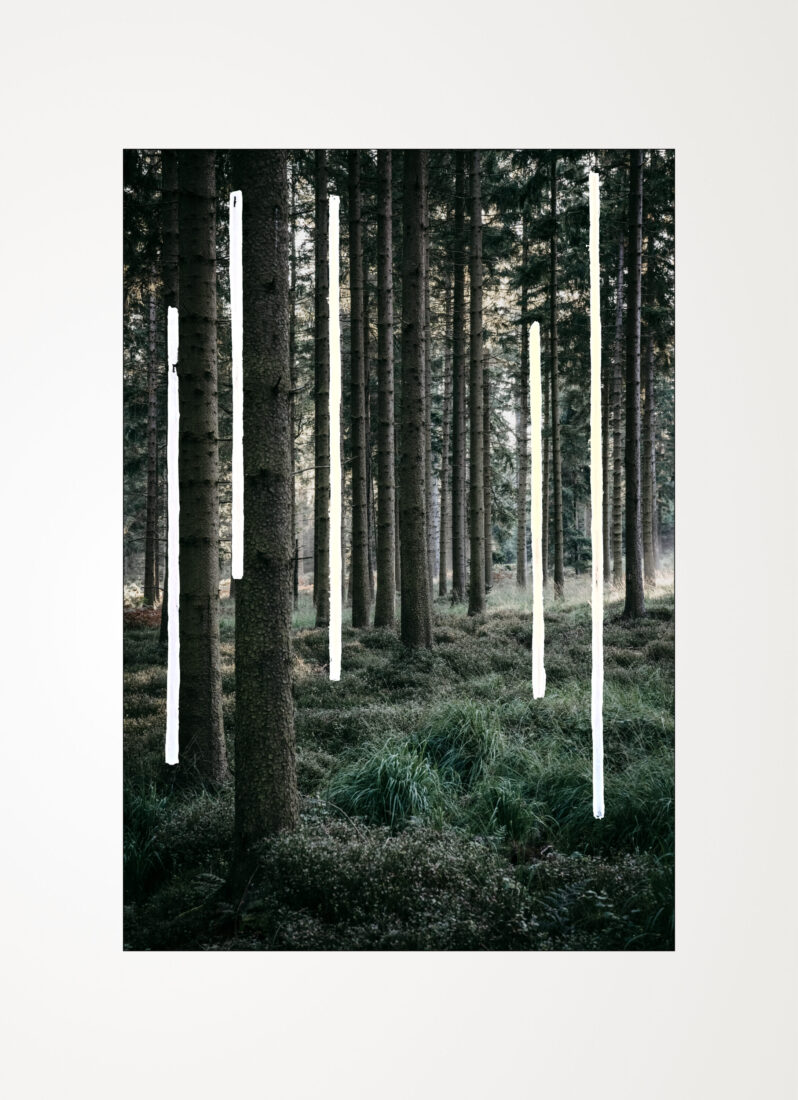 COLLECTIONS_FOREST_05