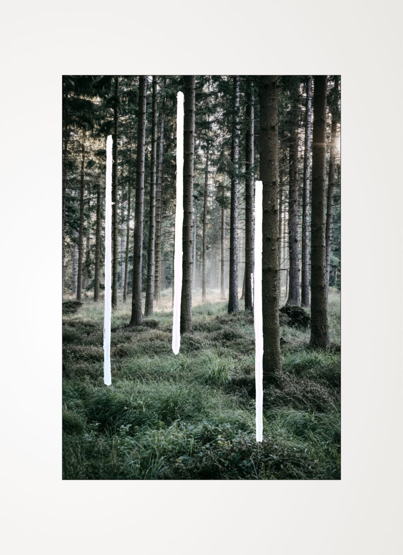 COLLECTIONS_FOREST_06