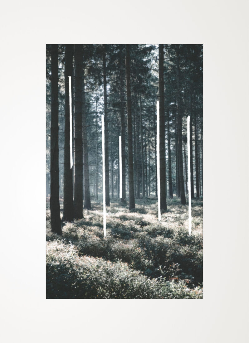 TEASERBILD_FOREST_03_50X70_heller_mit-Farbe_frei